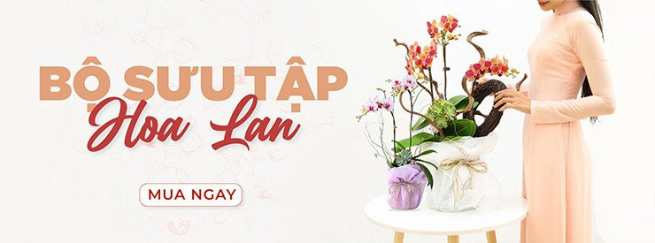 HOA KHAI TRƯƠNG DẠO BƯỚC THÀNH CÔNG
